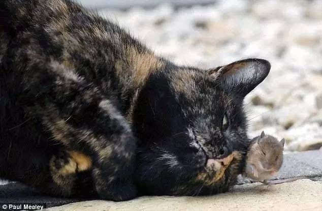 猫老鼠小游戏_老鼠和猫游戏_老鼠猫的游戏