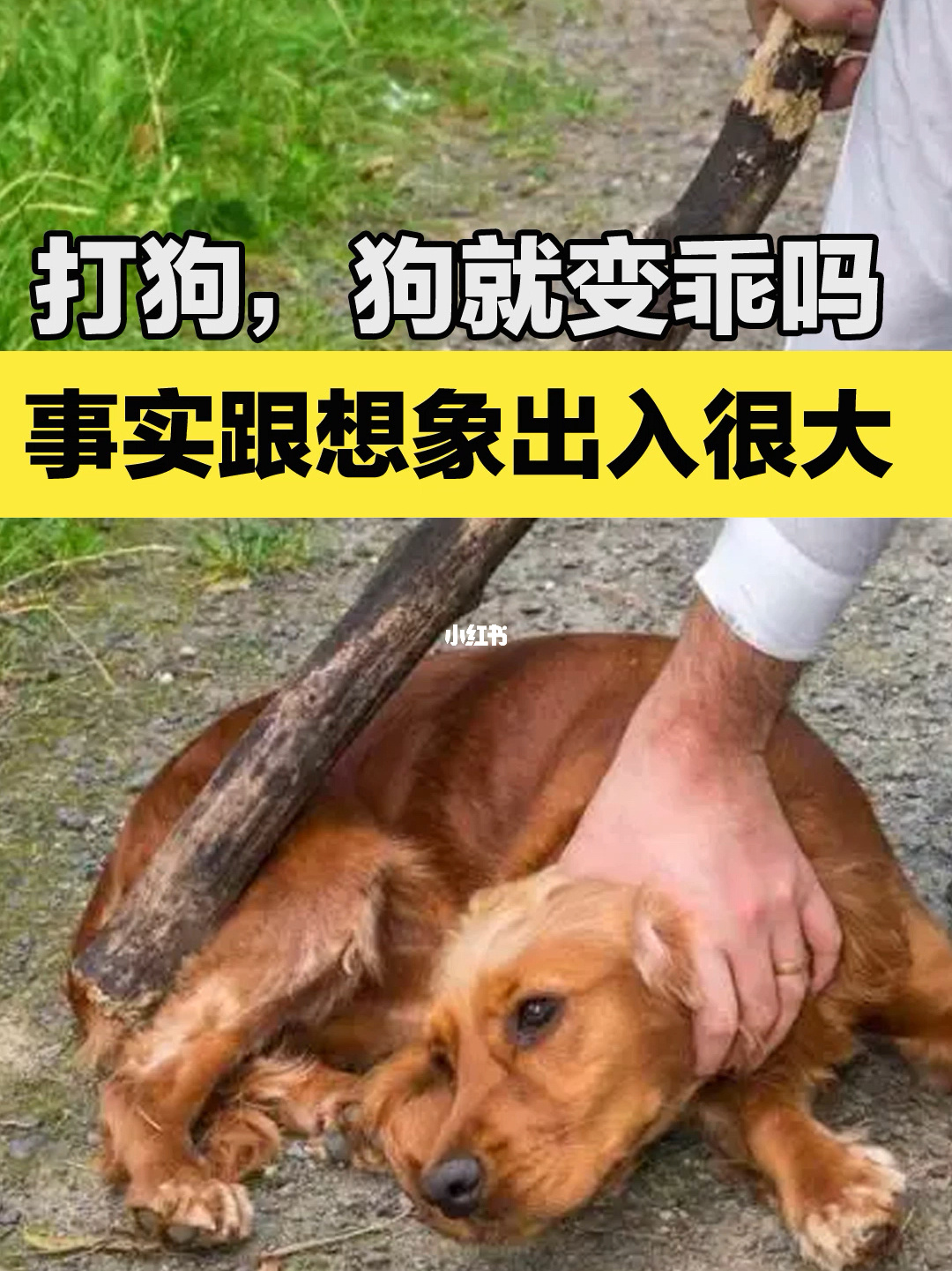 武汉斗狗视频火爆网络，笑翻众人！