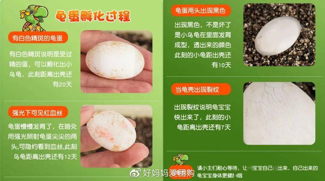 孵化宠物游戏叫什么_孵化宠物游戏大全_宠物游戏 孵化