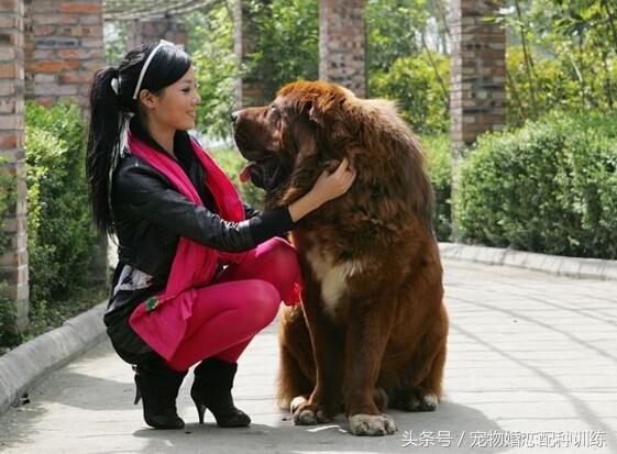美女犬游戏：挑战乐趣无限