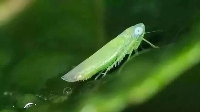 幻体续命游戏_续命青蛙游戏_幻体续命游戏迅雷下载