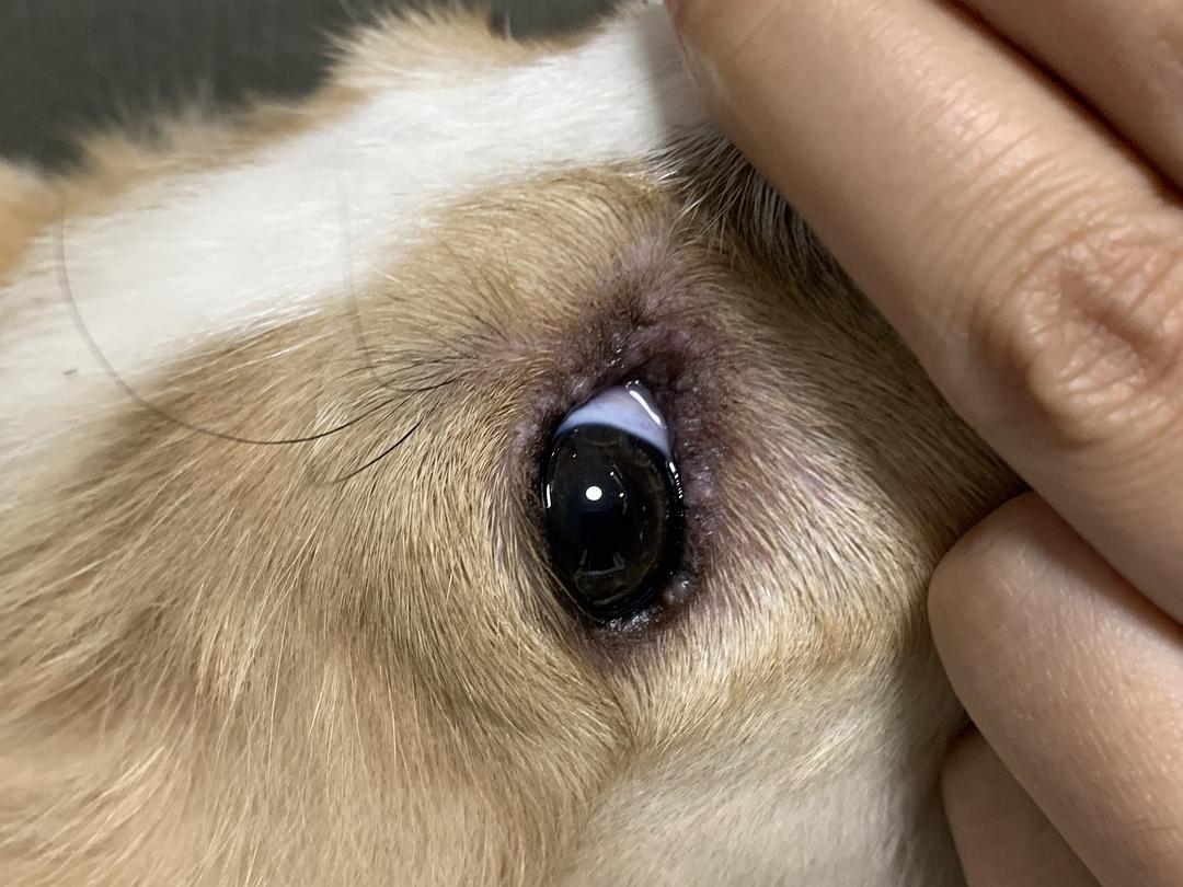 和狗狗做游戏_狗做游戏时的特点_小狗做游戏