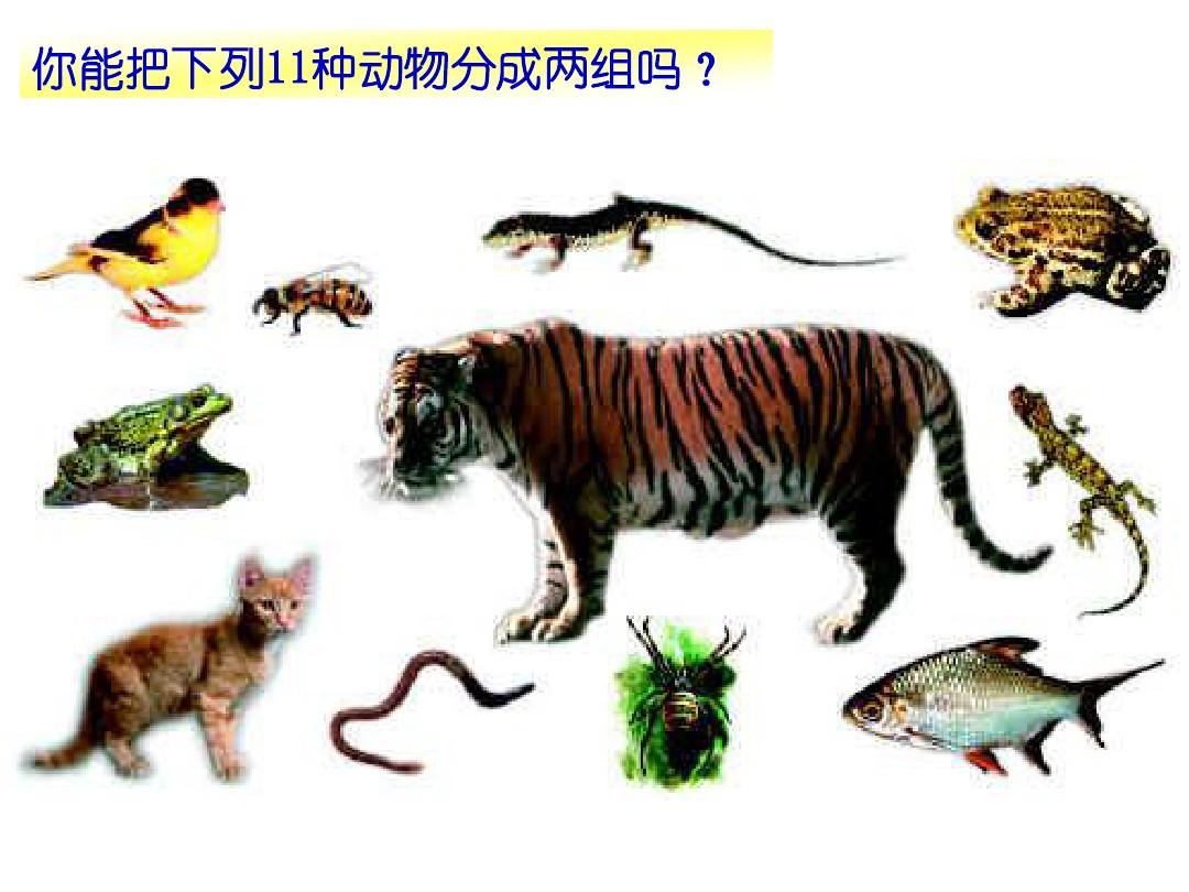 体育课热身游戏_热身游戏室内_热身游戏