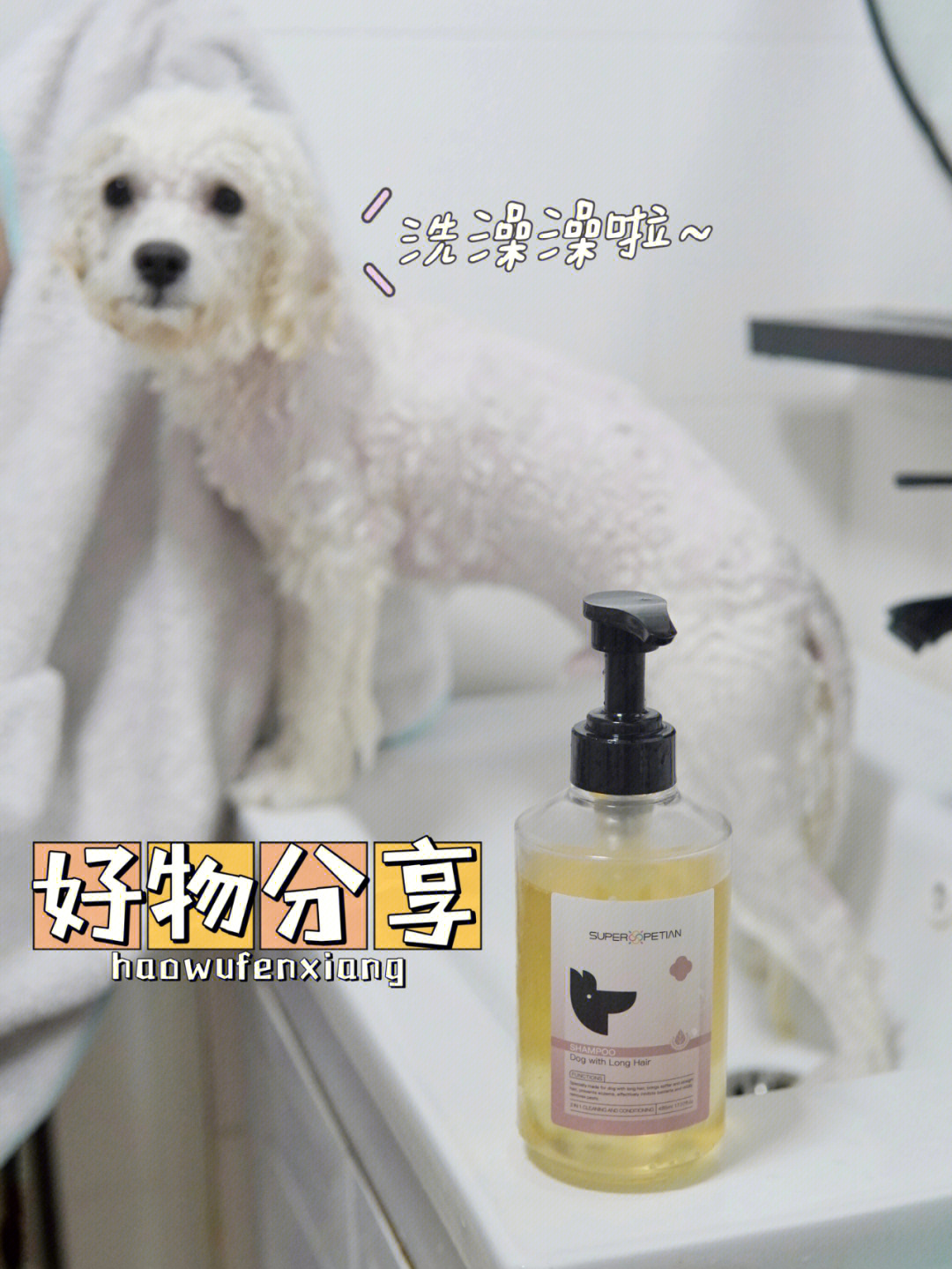 宠物服务机构_宠物服务中心项目简介_宠物服务中心是干什么