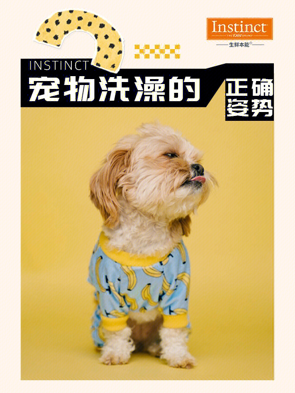 宠物服务机构_宠物服务中心是干什么_宠物服务中心项目简介