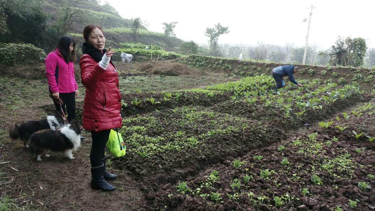 不需要联网的农场游戏_联网农场类手游_网络农场游戏