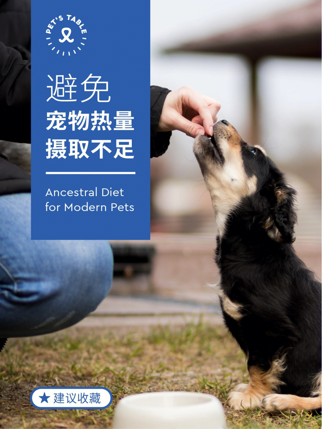 中国宠物网：与宠物世界的桥梁