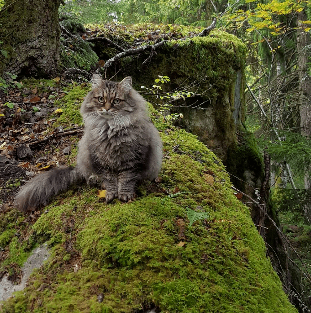 大山猫音乐中的鸟儿之歌