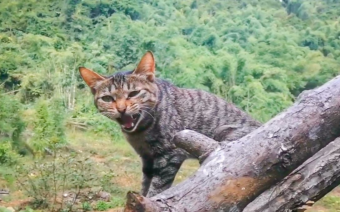 山猫歌曲原唱完整版_播放大山猫_大山猫歌曲