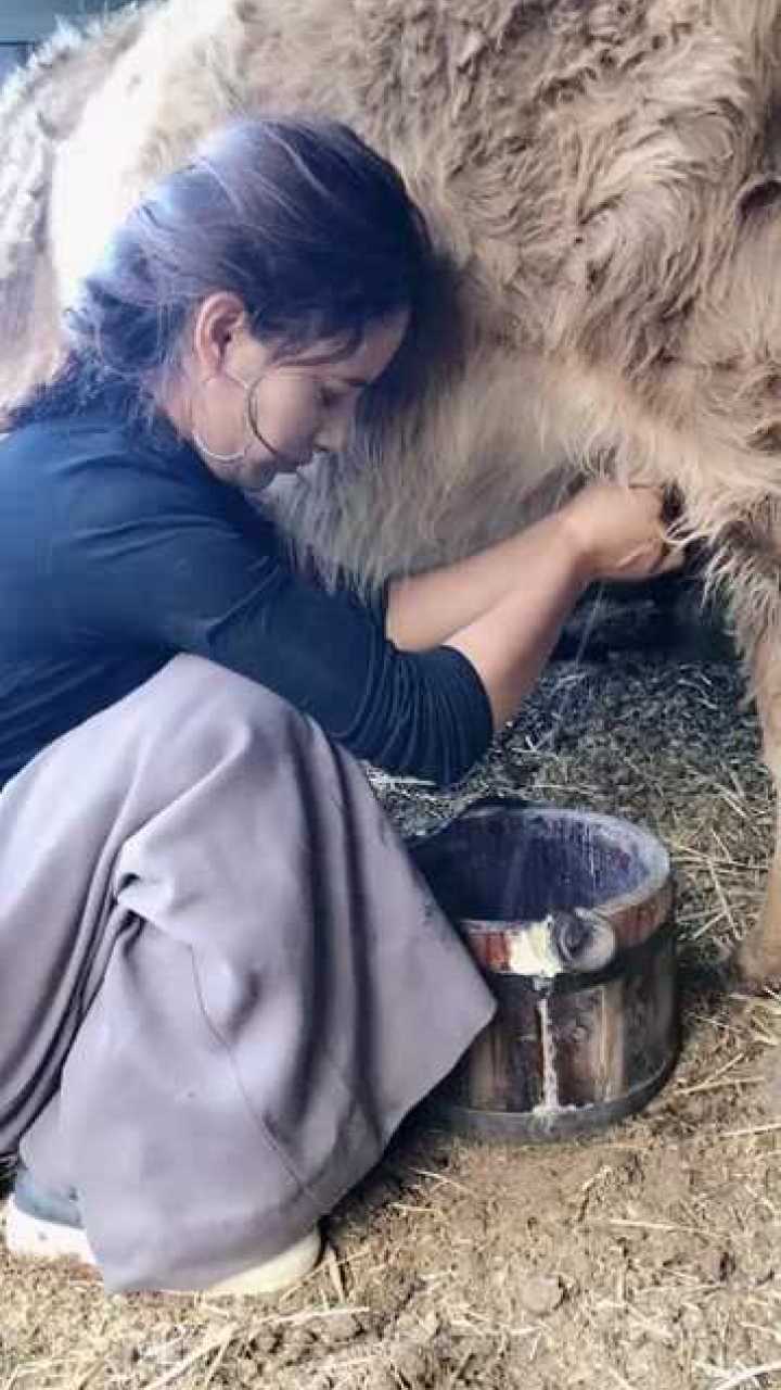 美女现场挤奶_美女街头现场挤奶售卖_美女挤奶门视频教程