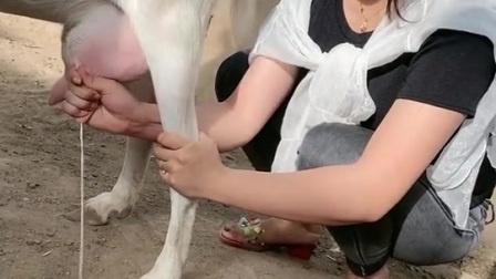 美女街头现场挤奶售卖_美女挤奶门视频教程_美女现场挤奶