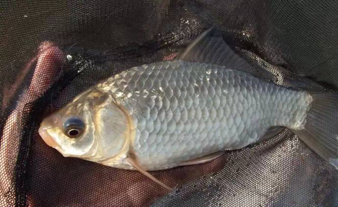 河里钓鲫鱼视频_河流野钓大鲫鱼视频_河流野钓鲫鱼视频
