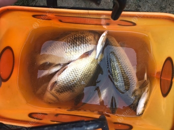 河流野钓大鲫鱼视频_河里钓鲫鱼视频_河流野钓鲫鱼视频