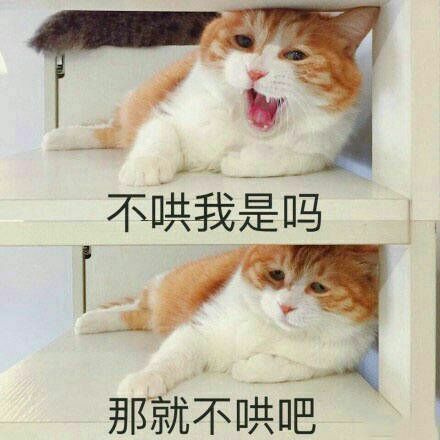 喵星人互动新体验，喵喵机app来袭！