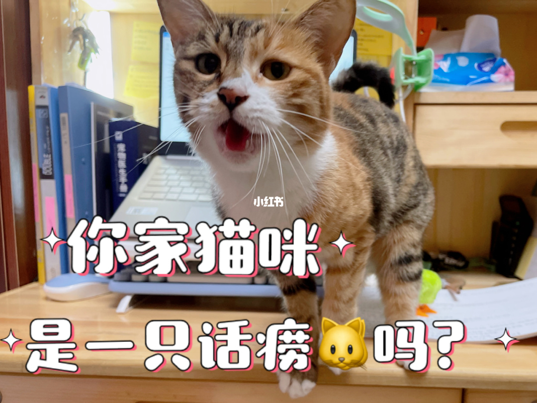 喵喵app_喵喵机app如何连接电脑打印_喵喵机app