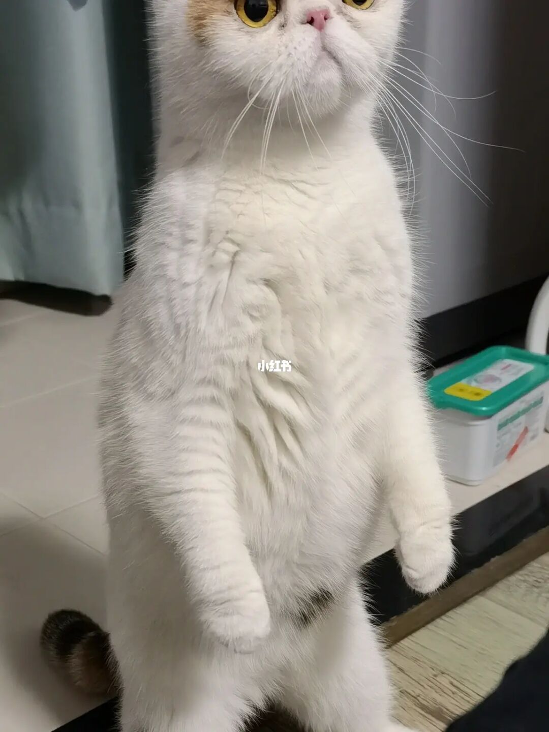 喵喵机app_喵喵app_喵喵机app如何连接电脑打印