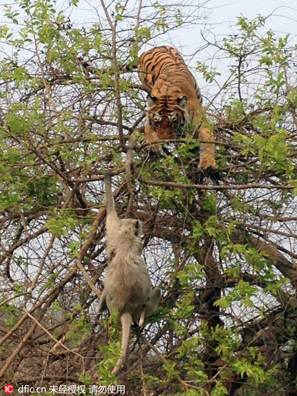 中华猎人狩猎_猎人狩猎_怪物猎人狩猎