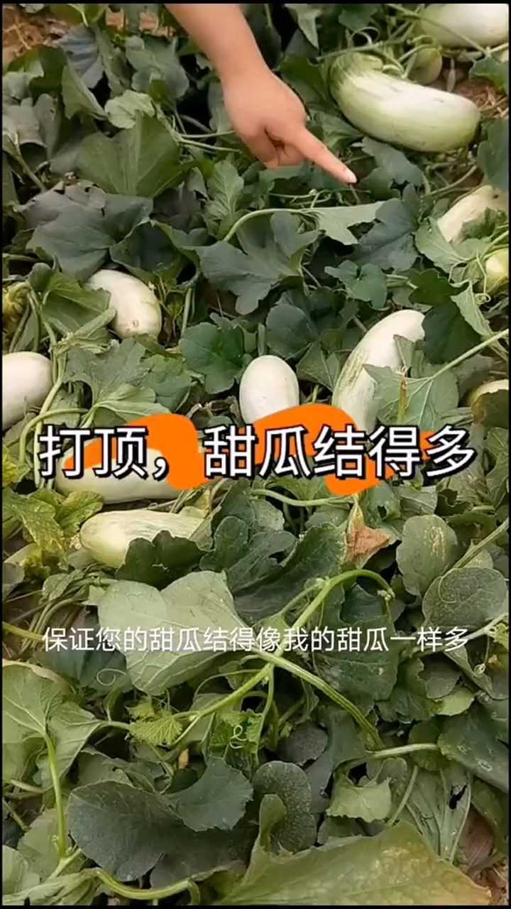甜瓜视频：手机必备，欲罢不能！