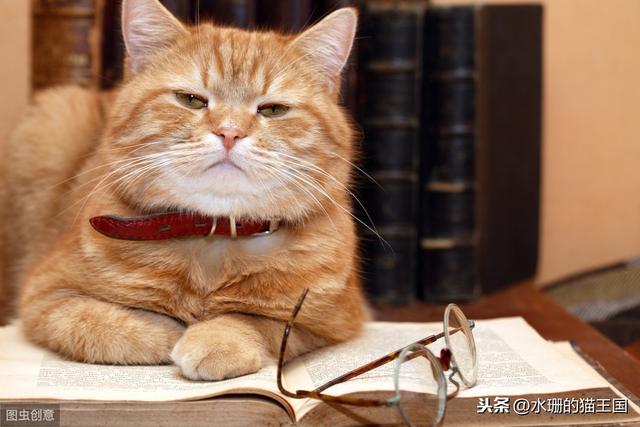 刷题猫_猫债阅读理解题及答案_国家公务员考试题库刷题刷那个