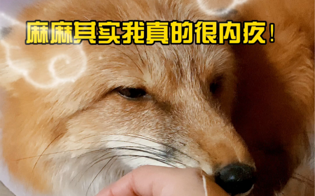 兽面图片大全_兽面是什么兽_人面兽心图片