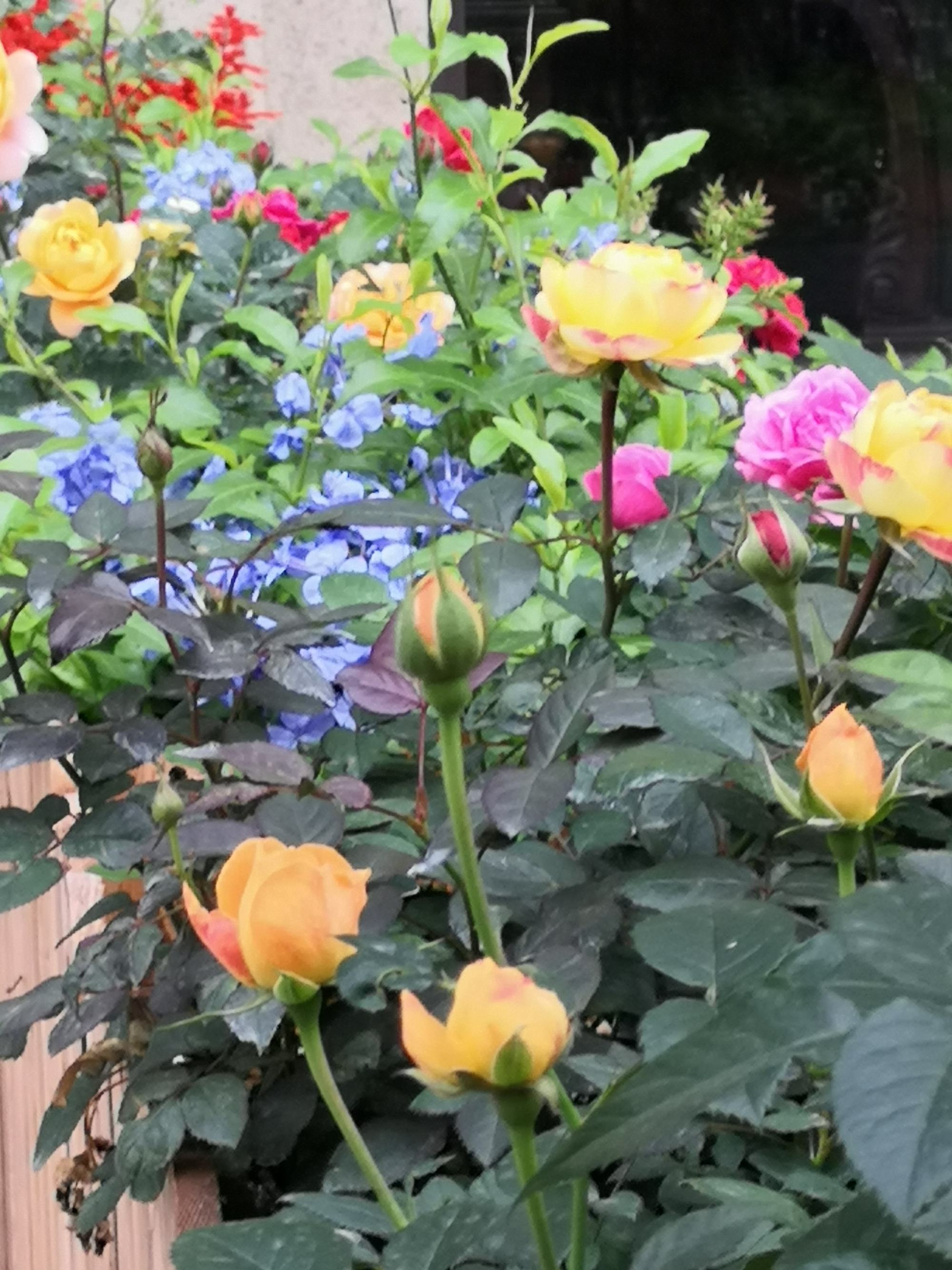 万花坊_花间万花和离经万花_七秀坊坊主