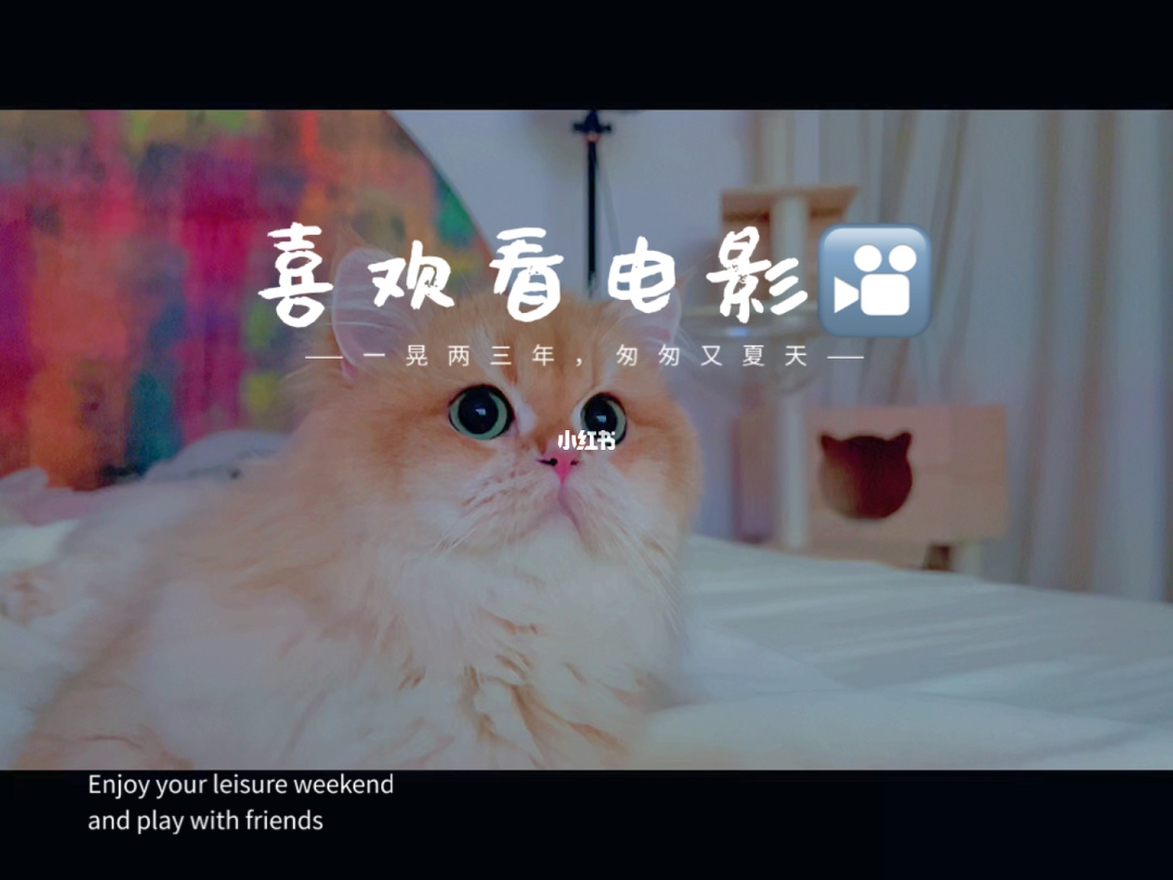 下载老猫app_老猫软件怎么下_猫咪vip老版本下载