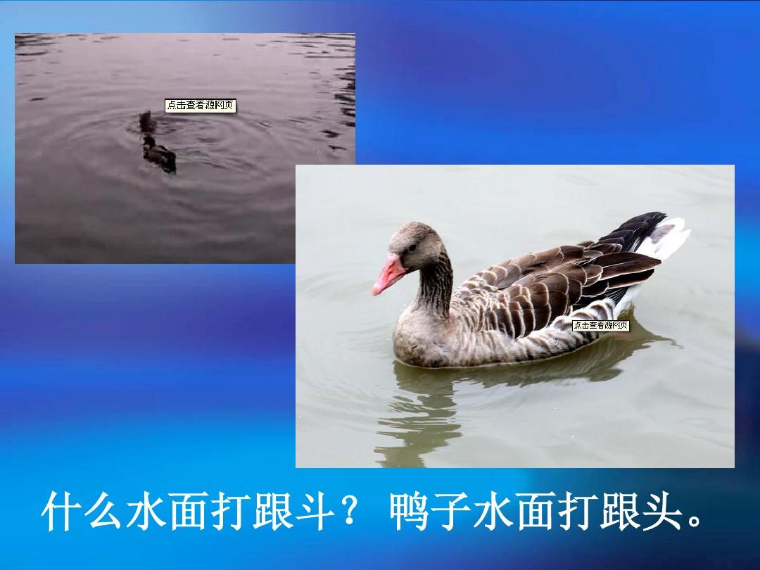 鸭子打瞌睡吃什么药_鸭子打喷嚏是什么症状_打鸭子