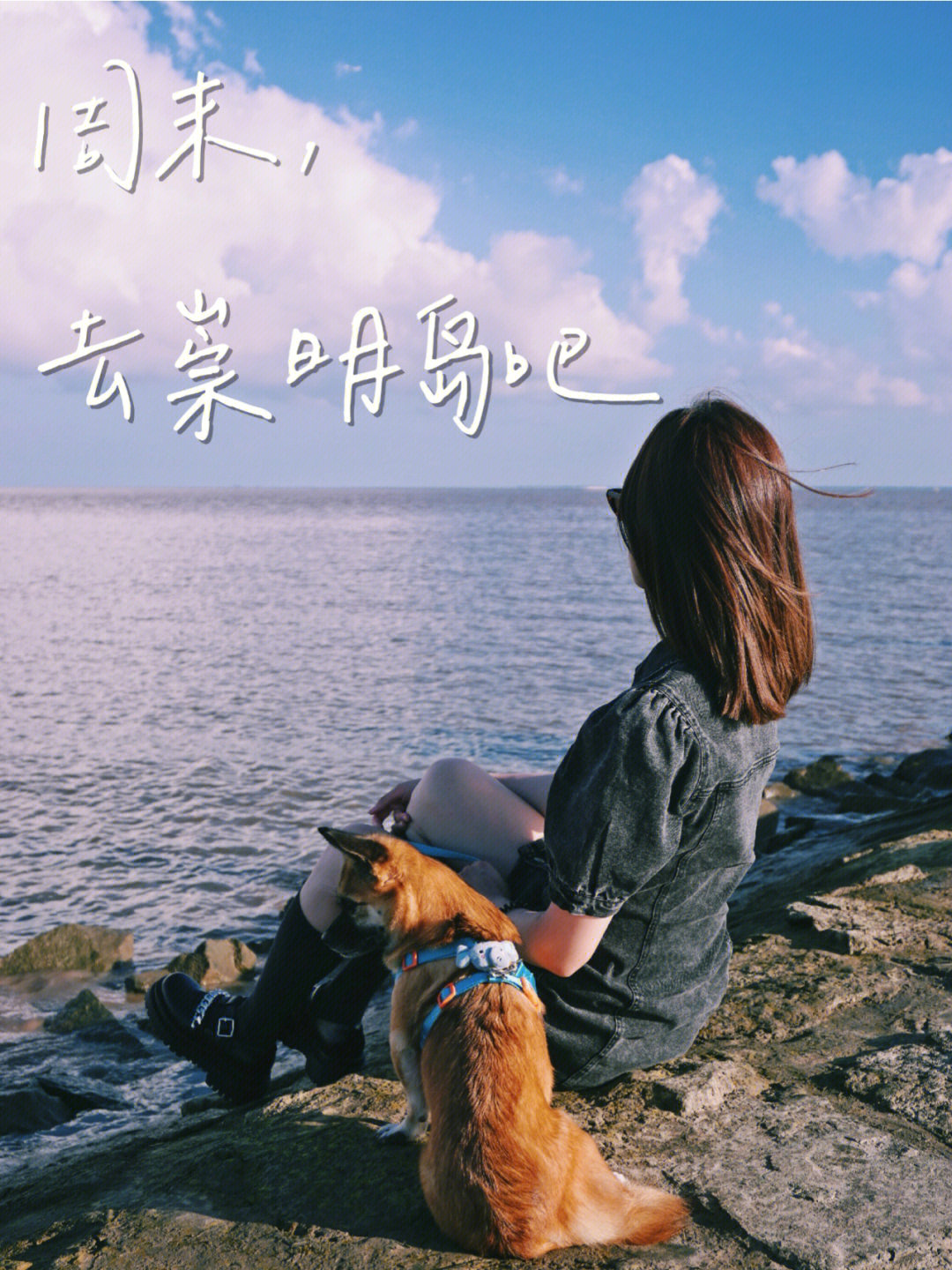宠物岛_苹果手机怎么设置灵动岛宠物_永恒岛宠物