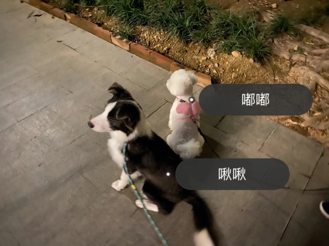 特狗app_特狗app官方下载_游戏狗app