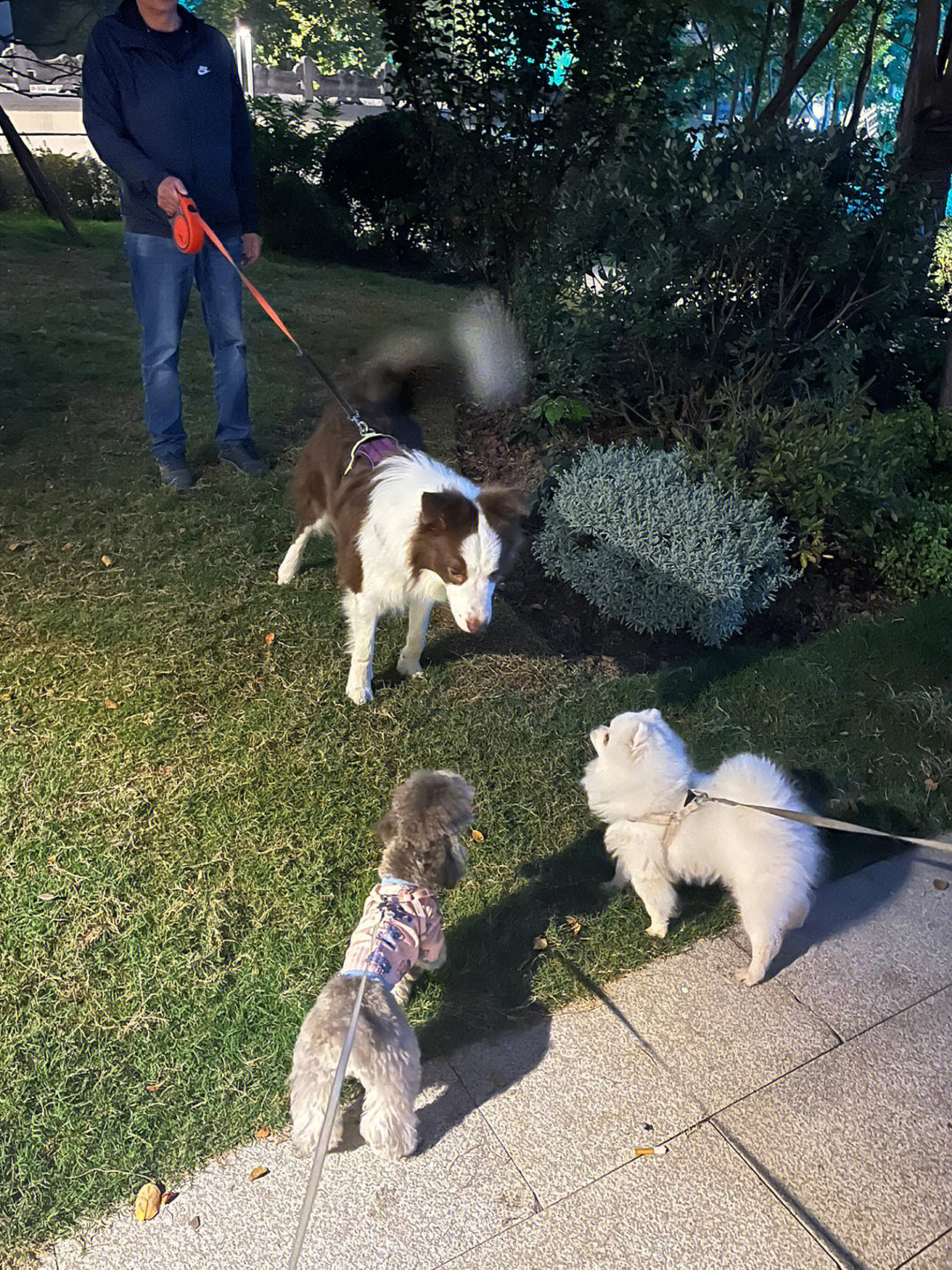 特狗app官方下载_特狗app_游戏狗app