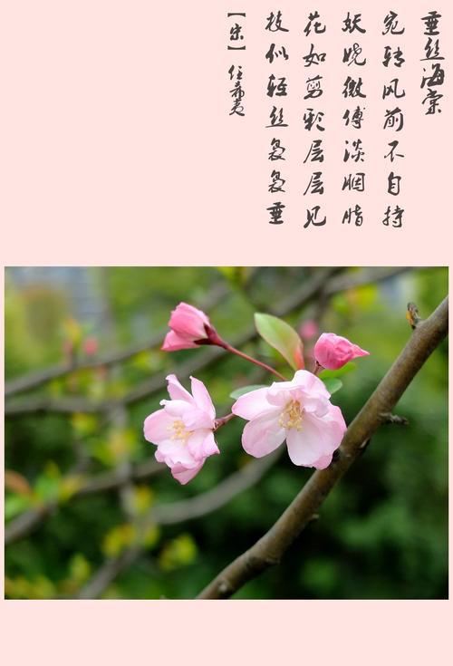 海棠官网在线打开_海棠官方网站2021_海棠官网在线