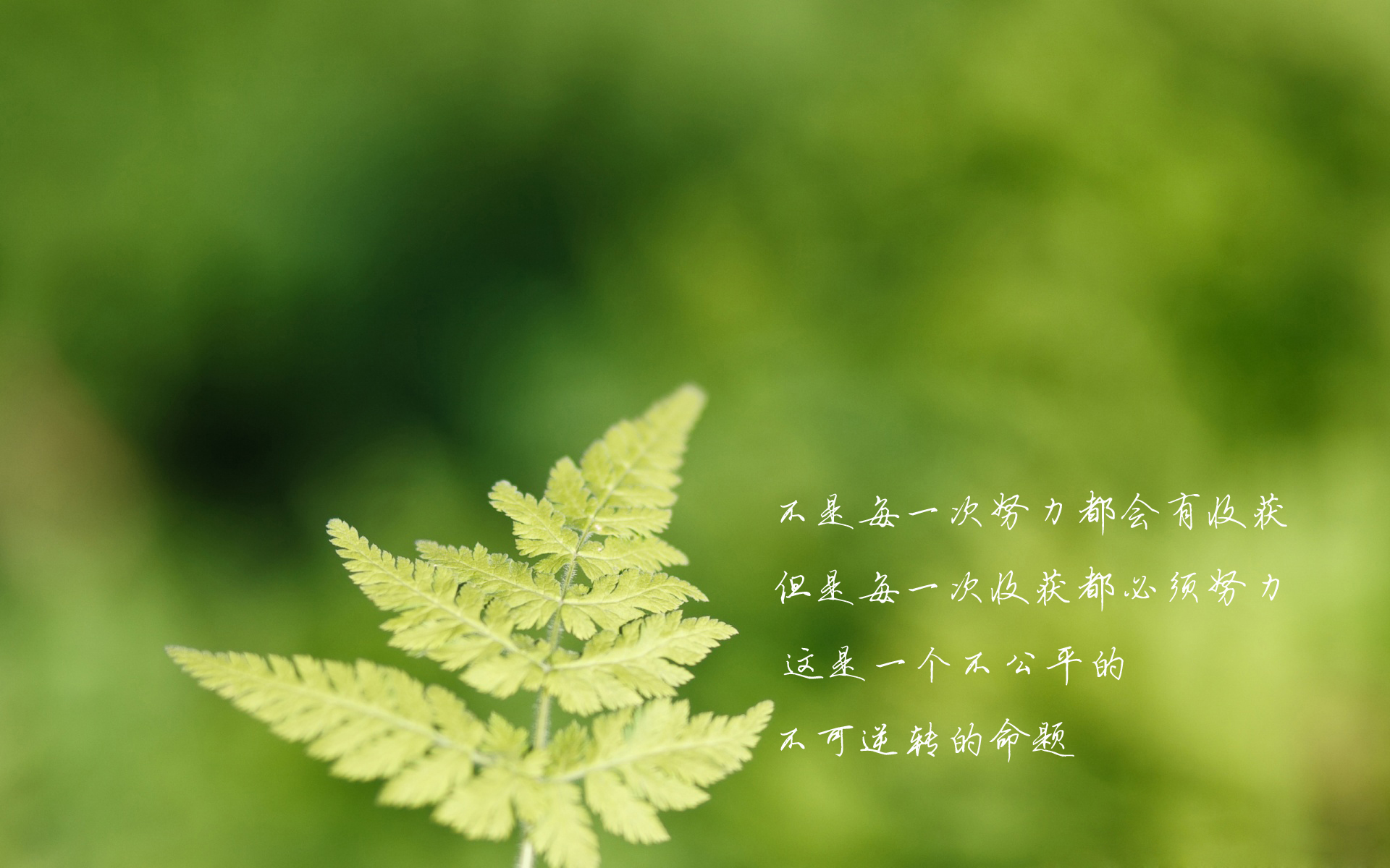 壁纸引擎怎么看片打开方式_壁纸引擎怎么看片子_壁纸引擎看片推荐
