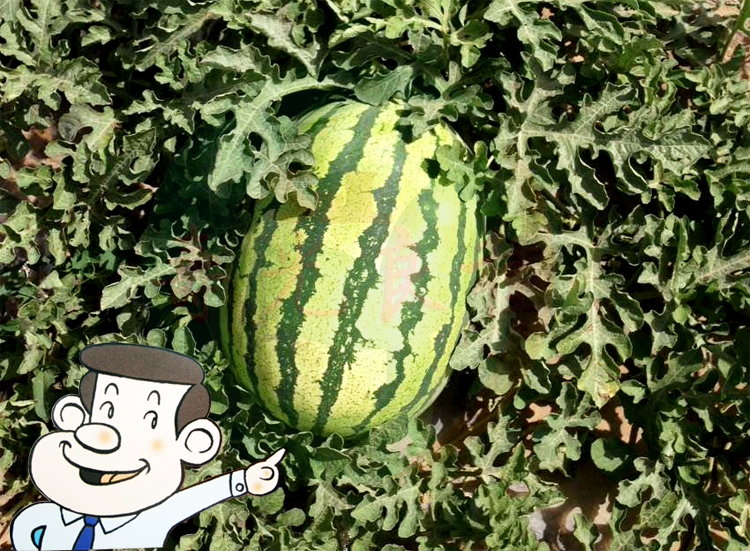 瓜包熟表情包_这瓜保熟吗表情包_瓜保熟吗表情包套装