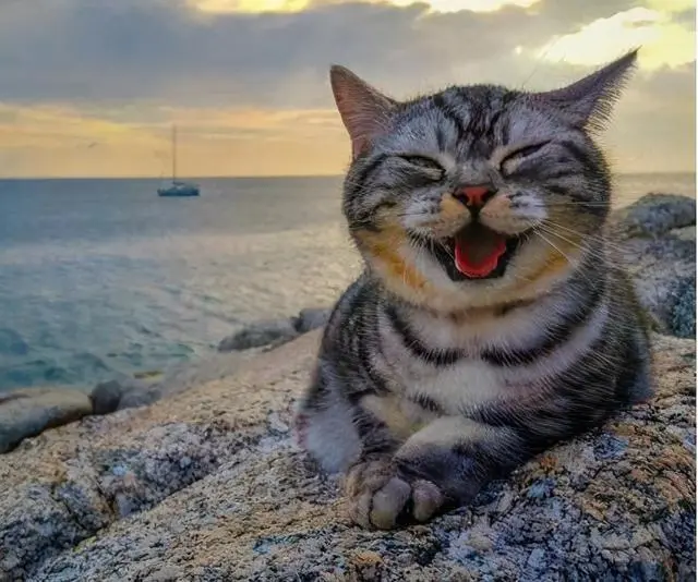 猫开心的时候会有什么表现_猫开心的叫声录音_开心猫