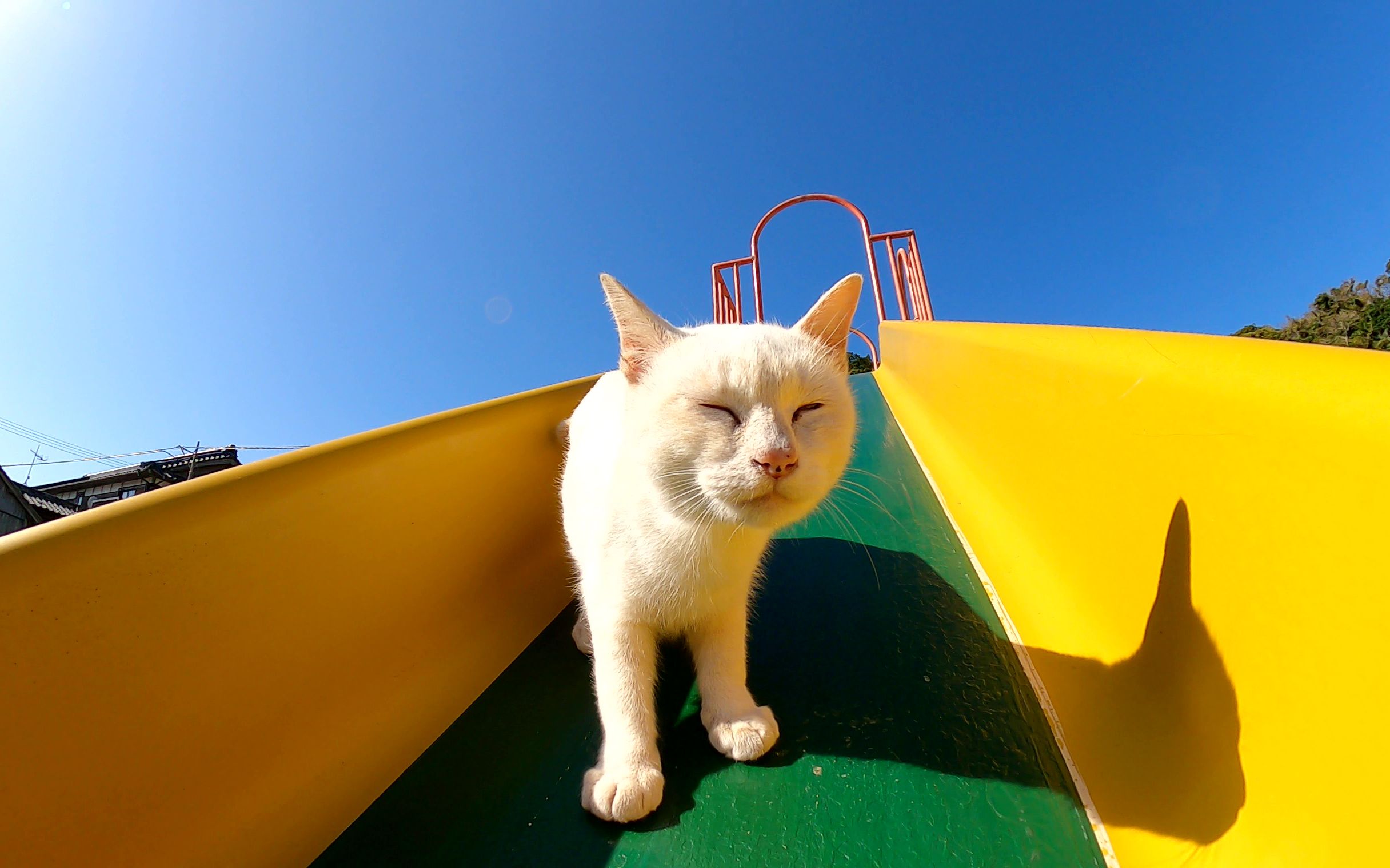 开心猫_猫开心的时候会有什么表现_猫开心的叫声录音