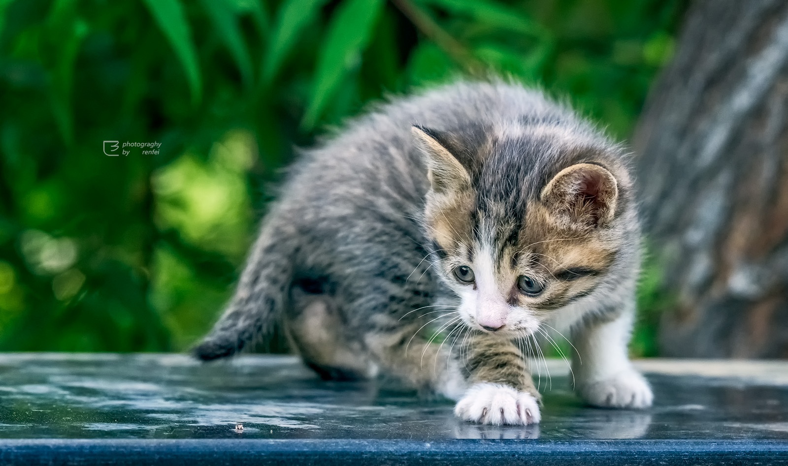 开心猫_猫开心的时候会有什么表现_猫开心的叫声录音