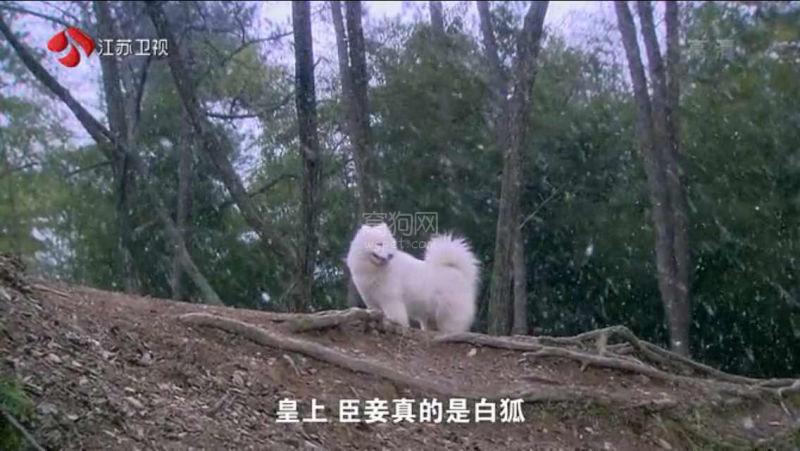 白狐视频污_白狐视频污_白狐视频污
