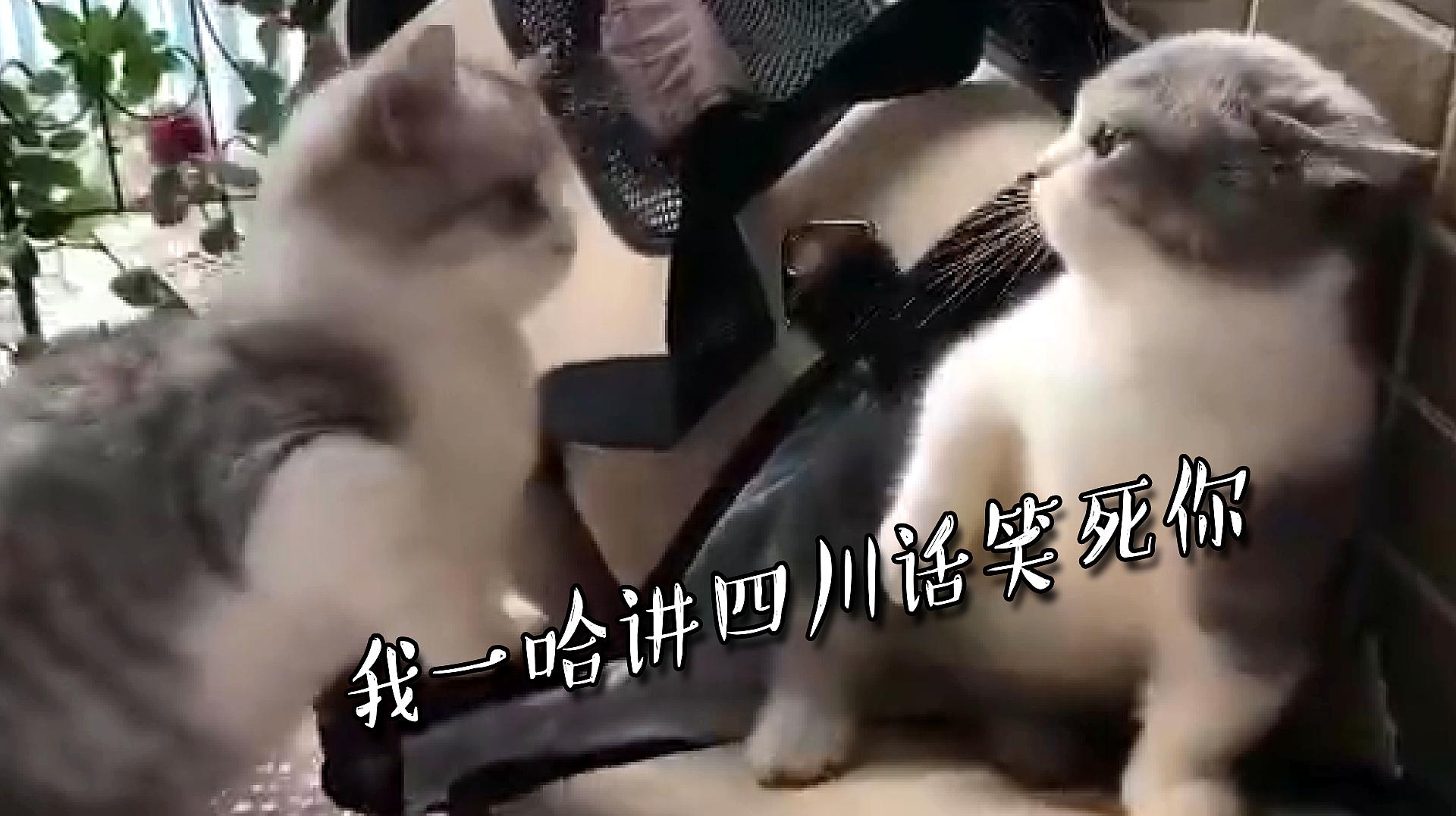 草莓网和莎莎网哪个好_草莓退役视频_草莓视频网