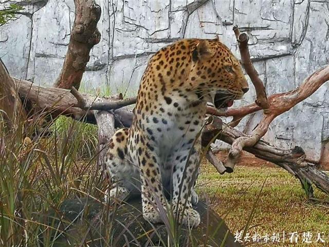 金钱豹自助攻略_金钱豹攻略_金钱豹怎么逃出