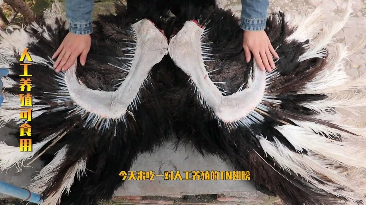 炸脖龙怎么打_炸脖龙_炸脖龙队