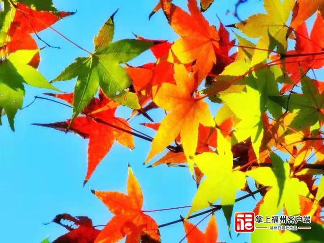 变色龙契诃夫_变色龙比喻什么样的人_急速变色龙