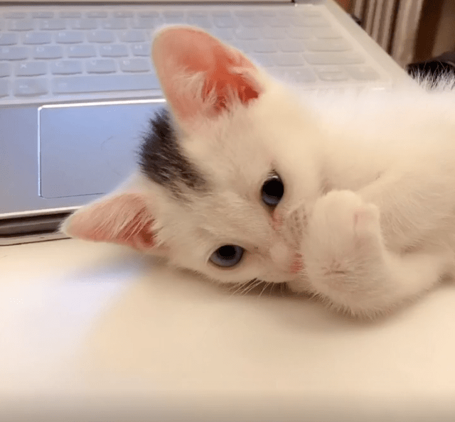 萌猫_猫萌微博_猫萌乐园