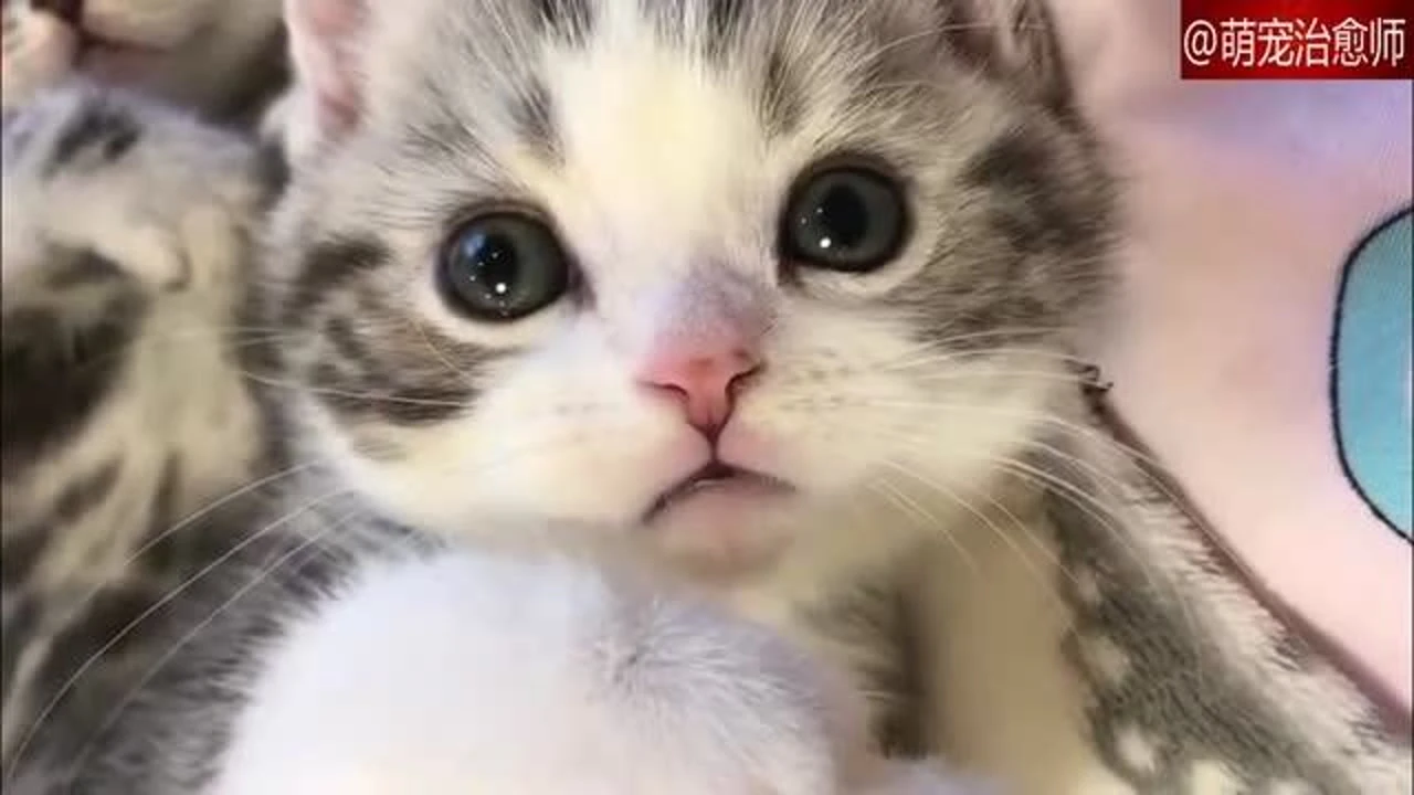 萌猫_猫萌乐园_猫萌微博