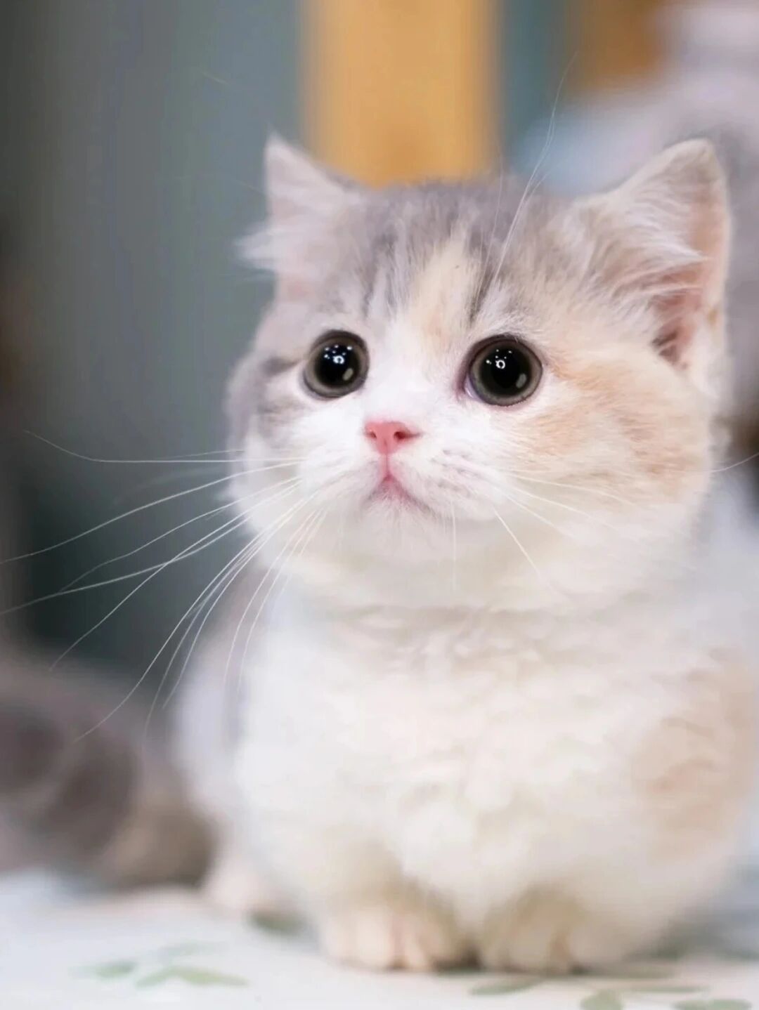 猫萌乐园_萌猫_猫萌微博
