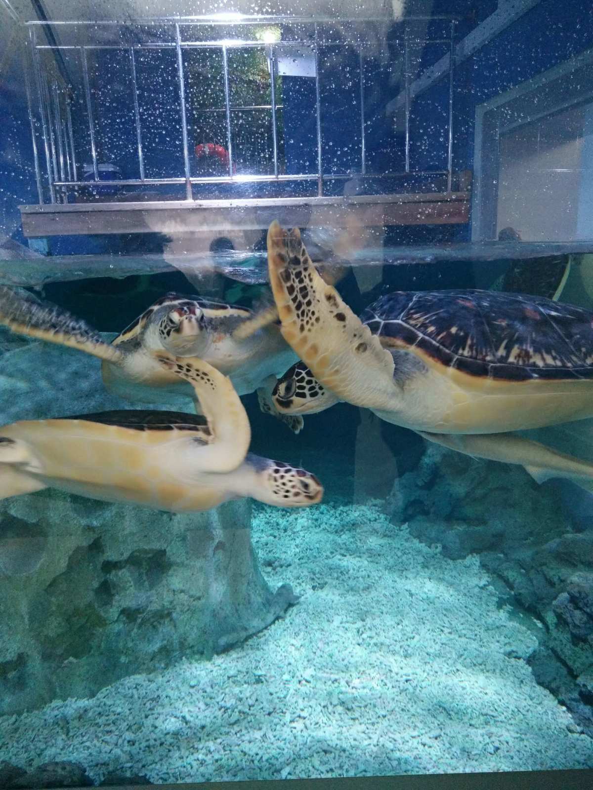 米加小镇海洋馆和邮局下载_小镇邮箱_小镇的海