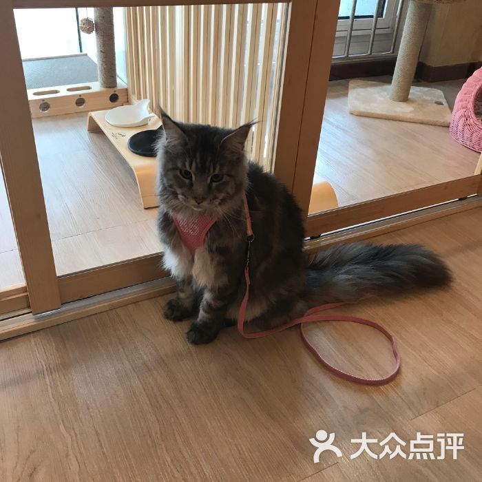 喵咪_咪喵咪喵啦啦啦啦_喵咪喵咪喵