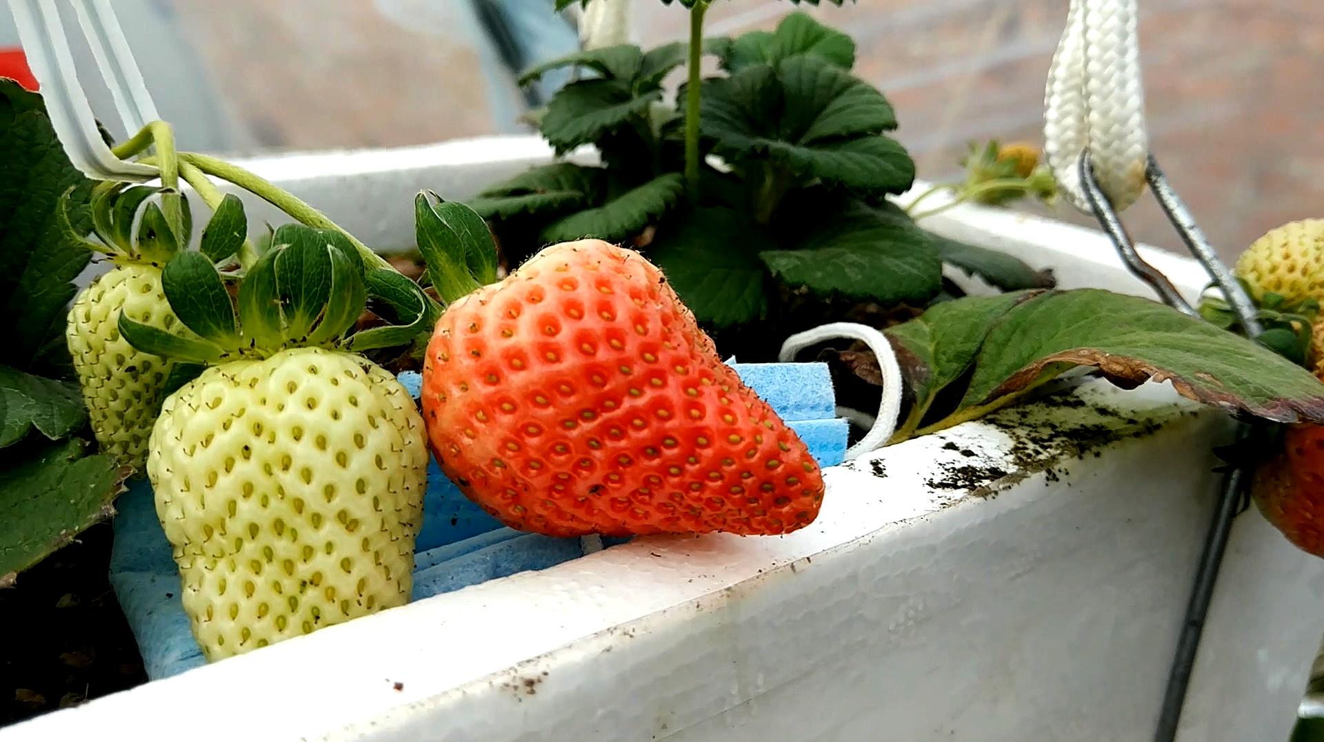 草莓视频视频_草莓视频视频_草莓视频视频