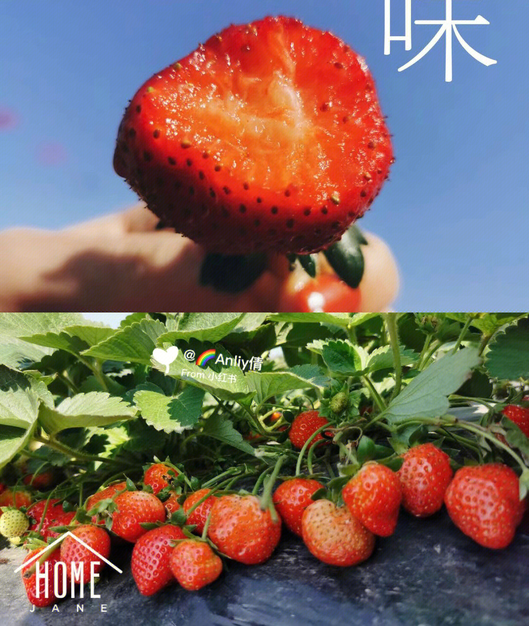 草莓视频视频_草莓视频视频_草莓视频视频