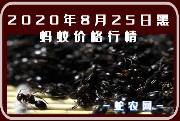 蚂蚁市场不能用了_蚂蚁市场_蚂蚁市场TV版下载