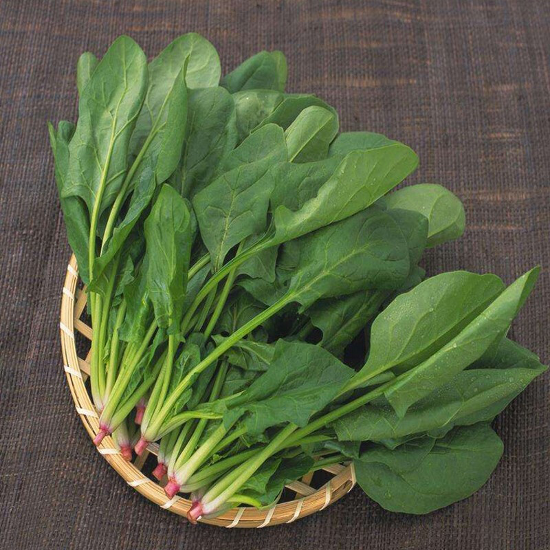 菠菜家园_菠菜家园拍的作品_菠菜菜园